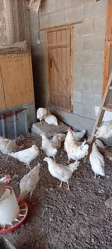 домашняя сова купить: Продаю | Куры | Несушки — 3