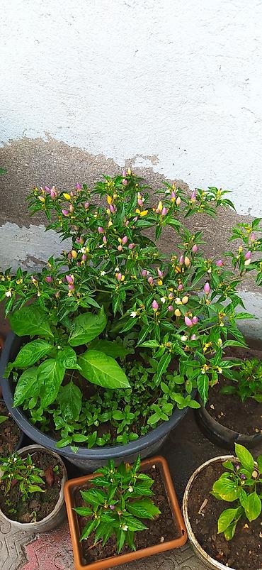col bitkiləri: Bəzək kolu – Euonymus (qızılı-yaşıl yarpaqlı sortlar) - Saksıda — 8