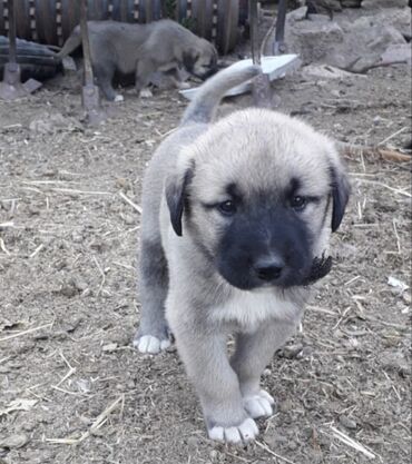 Akvariumlar: Kanqal, 1 ay, Erkek, Peyvəndli, Ünvandan götürmə