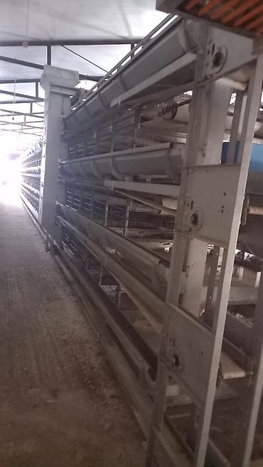 perforator satilir: Salam. Yumurtaliq toyuq avadaliği satilir 1defe istiyade olunub tam — 6