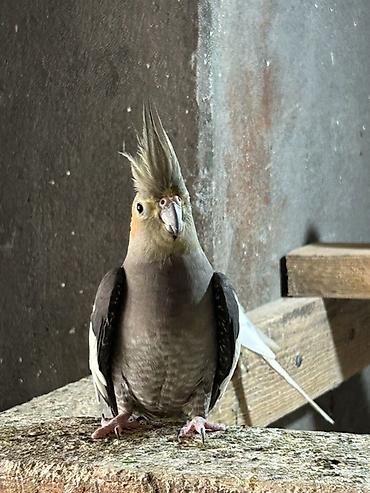 ördək balası və cücə: Məhsul: Nimfa tutuquşuları (cockatiel) 5 dənədi hazir yumurtalari var — 3