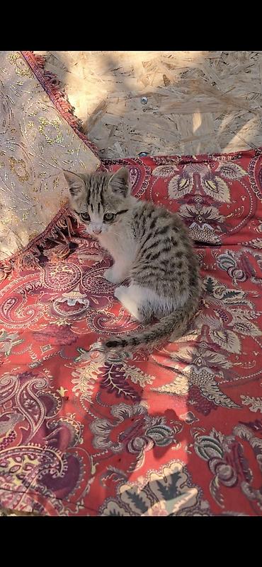 Отдам даром кошку: ОТДАМ ДАРОМ — 1