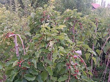 Фрукты и ягоды: Саженцы всех видов — питомник плодово-ягодных культур. Большой — 14