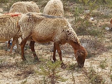 ev iti type 1: Dişi, il: 4, Damazlıq, Ətlik, Ödənişli çatdırılma — 4