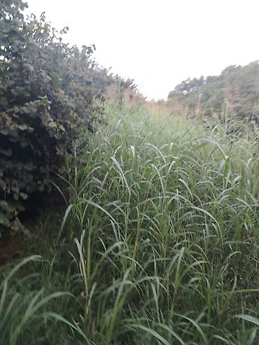 a frame ev satilir: Qax r-nu. Şotavar k. 25 hektar əkin sahəsi satılır. Onun 8.5 ha bar — 4