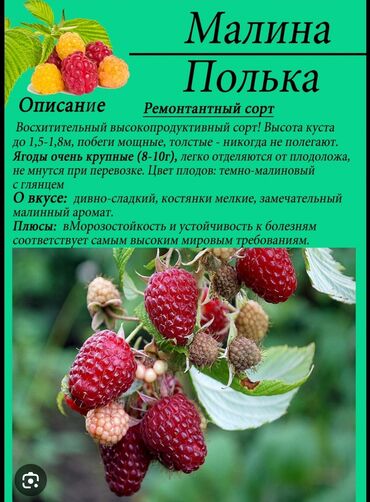 гипсофилы букет цена бишкек: Уруктар жана көчөттөр Малина, Өзү алып кетүү