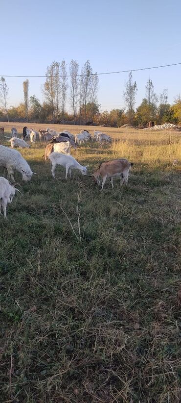 Keçi, çəpiş: 2 təkə 42 ədəd dişi kecilər var Təkəsini alib hamisi bogazdi kom — 8