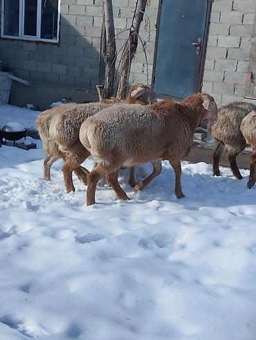 Баран, овца: Продаю | Овца (самка) | Для разведения | Племенные — 8