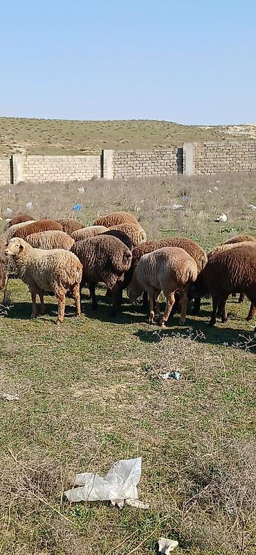 Qoyunlar, qoçlar: Mal-qara: Qoyun sürüsü Təsvir: - Şəkillərdə müxtəlif rəngli (qonur — 5