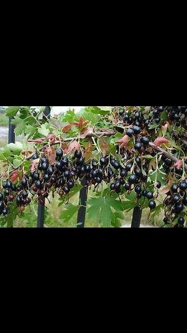 Другие виды семян и саженцев: Продаём саженцы смородины алтайский местный .(обмен есть рассмотрим — 17