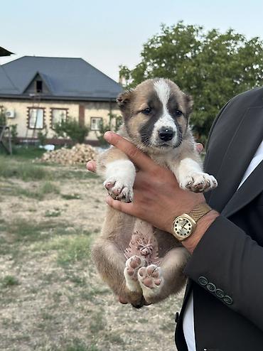 Продажа собак: Алабай, 1 месяц, Самец — 1