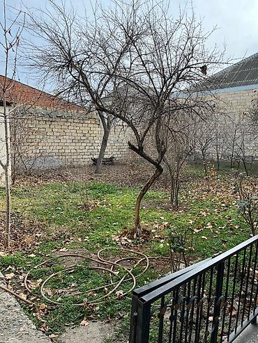 sahe: 2 sot, Tikinti, Mülkiyyətçi, Kupça (Çıxarış) — 8