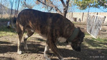 купить хаски щенка: Məhsul: İt (böyük cins, pələngimsi zolaqlı rəng). Çoban iti,təmkinli lalafo.az -da купить хаски щенка: Məhsul: İt (böyük cins, pələngimsi zolaqlı rəng). Çoban iti,təmkinli