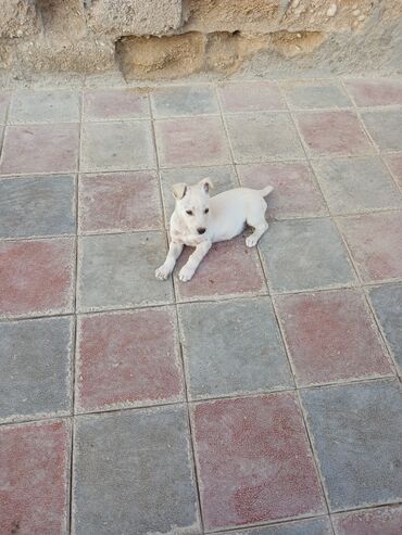 İtlər: Balaca, krem rəngli it balası Xüsusiyyətlər: - Ağımtıl/krem rəngli — 8