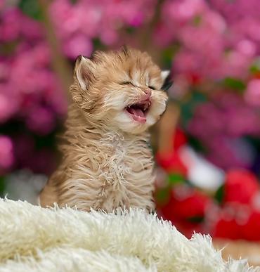 Pişiklər: Qızıl şinşilla, Erkək, Dişi, Yaxşı əllərə, Ünvandan götürmə, Pulsuz çatdırılma, Ödənişli çatdırılma — 7