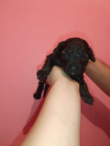 Digər kənd təsərrüfatı heyvanları: Pudel balaları satılır. iki həftəlikdililər. 1 ay yarımında götürə — 11
