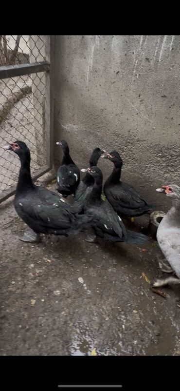 Ördəklər: Erkək, | Lal ördək, Ətlik — 1