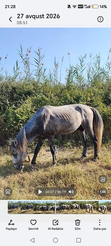 Atlar: Barter var qoyunla Heç bir pis xesiyeti yoxdur sakit atdı heyvan — 9