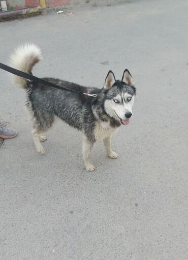 haski qiymeti: Xaski, 10 ay, Dişi