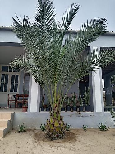 palma agaci satilir: Xurmapalma (Phoenix dactylifera) – iri ölçülü, dekorativ landşaft — 1