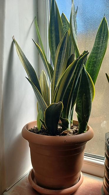 sakura ağacı: Məhsul: Otaq sukulentləri – Pul ağacı (Crassula ovata) və Aloe (Aloe — 8