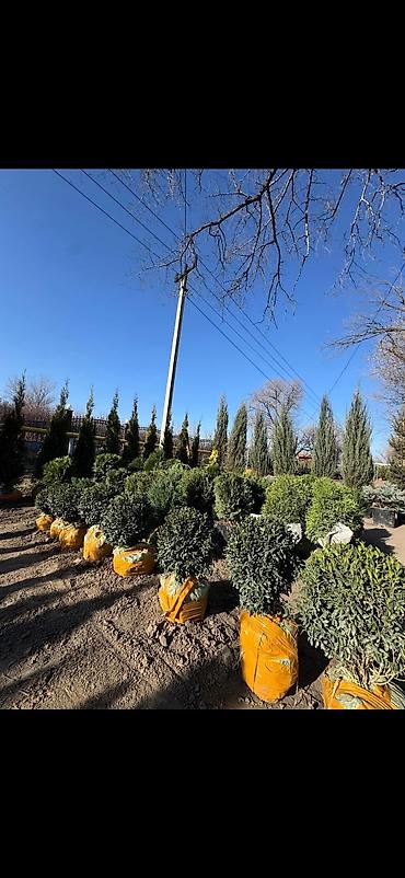 Декоративные деревья: Саженцы деревьев: Берёзы — 12