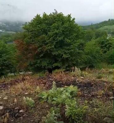 Torpaq sahələrinin satışı: 20 sot, Mülkiyyətçi, Kupça (Çıxarış), Texniki pasport -da lalafo.az — 5 Torpaq sahələrinin satışı: 20 sot, Mülkiyyətçi, Kupça (Çıxarış), Texniki pasport — 5