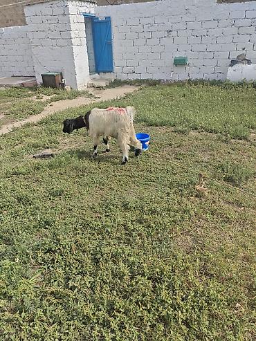 it satilir ucuz: Erkey cavan Təkə qara rəng çalarları olan, uzun tüklü yerli keçi — 1