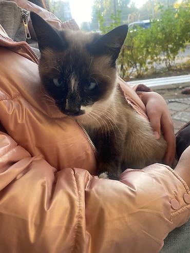 кошка 124: Кошка даром: Сиамская, 7 месяцев, Мальчик, Приучена к лотку, Проглистована — 4