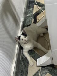 домик для кошки с когтеточкой: Ищу дом и теплые, заботливые руки для ласкового кота, возраст меньше