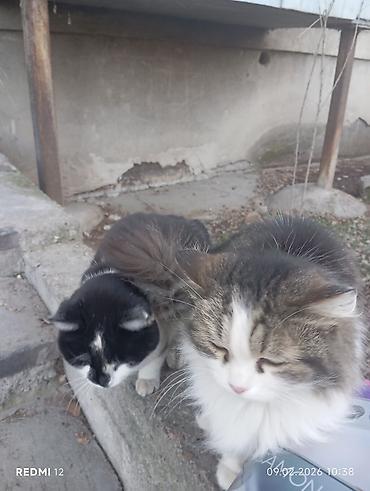 Отдам даром кошку: Пушистые кошки — двое очаровательных домашних любимцев - Породы/тип — 1