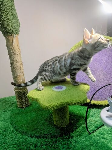 Продажа кошек: Бенгальская, 2 месяца, Мальчик, С документами, Приучена к лотку, Проглистована — 15