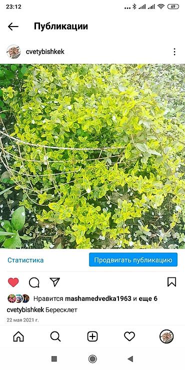 огородные цветы: Бересклет белый и жёлтый. Кустаники. Морозостойкие .Лилейник жёлтый — 3