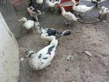 İtlər: Satılır kala ördək