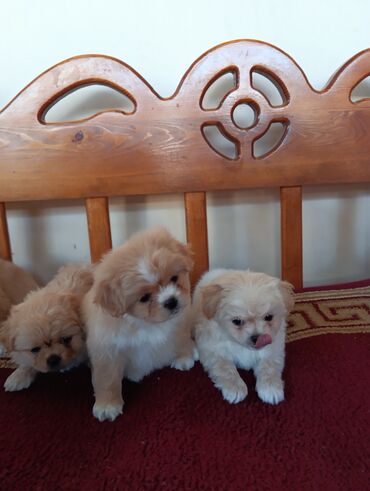 İtlər: Pekines — 7