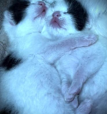 angora pişik: Dişi, Erkək, Yaxşı əllərə, Ünvandan götürmə — 5