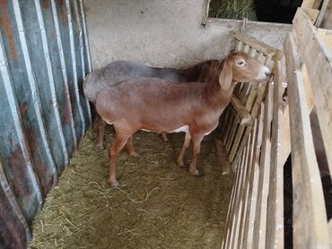 короо ак кой кара: Продаю | Овца (самка) | Арашан | Для разведения | Матка