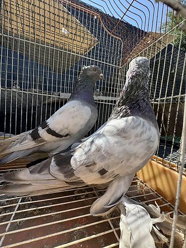 голуби животные: Голуби декоративных пород. Описание: - Белый голубь с развитым — 4