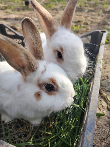 Dovşanlar: Ağ tüklü, qəhvəyi ləkəli dovşan - Yumşaq, sıx örtüklü ağ yun — 2