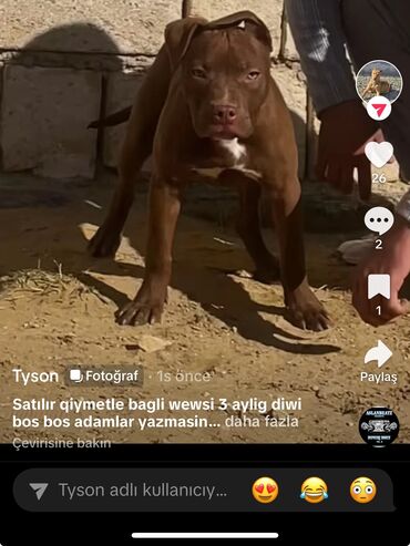 İtlər: Pitbul, 3 ay, Dişi, Peyvəndli