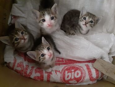 где купить котёнка: Самец, Самка, В добрые руки
