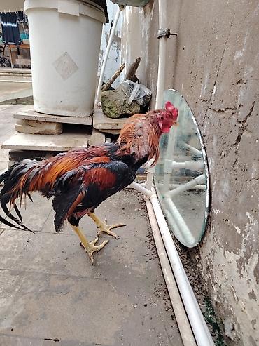 çin aslanı: Aseel tipli xoruz - Cins: Aseel (uzunboy, güclü skelet, qalın — 3