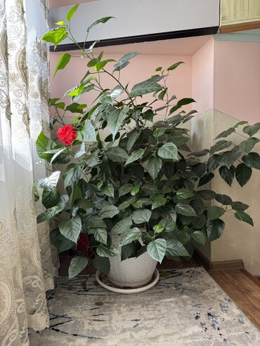 розмарин в горшке купить: Продаю комнатные растения Китайская Роза - 3000 сомов, Остальные по