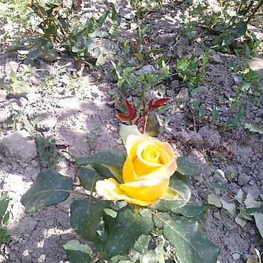 Декоративные деревья: Рассада деревьев: Туи — 5