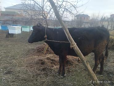 Inəklər, öküzlər: Qara dügə 8 aylıq boğazdır sakit heyvandi Qiymət 2100 Sarı dişi dana — 3