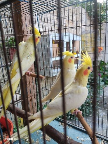 Tutuquşları: Korella Karella tutuqusu papuqay sevgi quşu nerazlucnik valnist 14 — 4