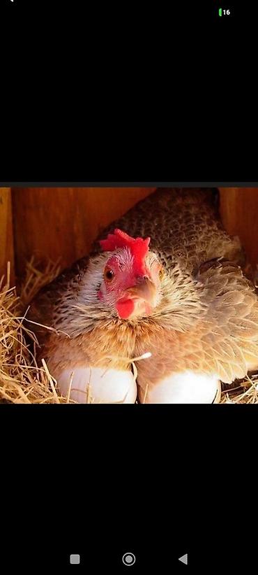 цыпл: Продаю | Куры | Домашняя | Для разведения — 1