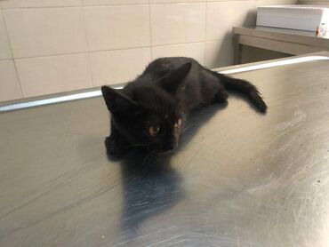 шотландская кошка: Пристраивается в добрые руки очень ласковый черный котенок (девочка, 2