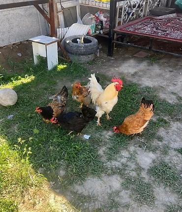 Продаю | Куры, Петух, Цыплята | Домашняя | На забой, Для разведения, Несушки