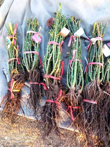 Садовые цветы и кустарники: Саженцы цветка: Розы, Самовывоз, Бесплатная доставка — 2